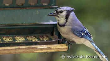 Ask the Gardener: Thoughts on feeding the birds, but not the deer - Boston.com