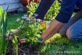 Annuals vs. Perennials: 8 Important Considerations Every Home Gardener Should Know - BobVila.com