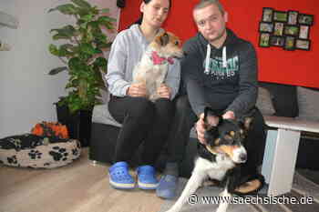 Görlitz: Reichenbach: Giftköderalarm macht die Runde - Sächsische.de