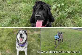 10 dogs at the RSPCA in London looking for their forever home