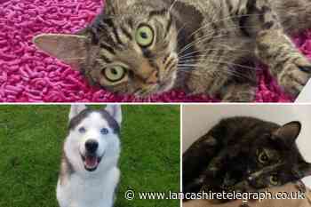 6 animals at the RSPCA in Southport are looking for their forever homes