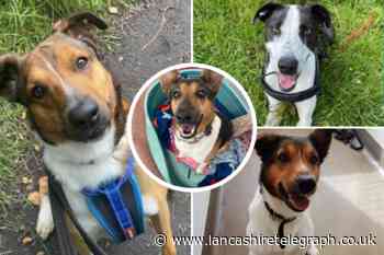 4 dogs at the RSPCA in Lancashire are looking for their forever home
