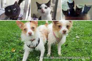 10 animals at the RSPCA in Blackpool looking for their forever homes