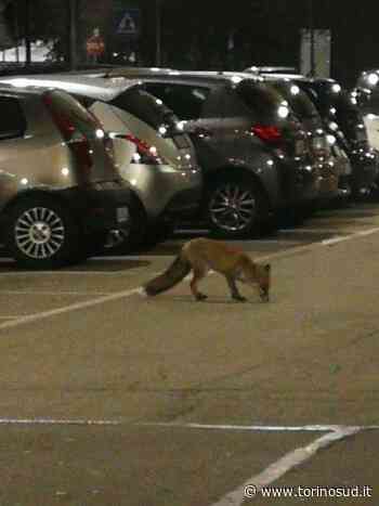 ORBASSANO - Avvistata una volpe in via Marconi: probabilmente si è persa - TorinoSud