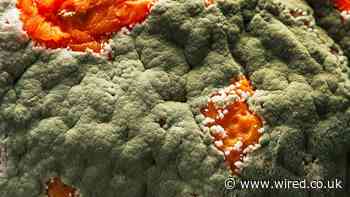 The Next Big Thing for RNA? Fixing Moldy Food