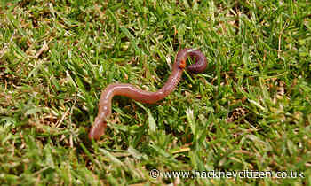The Citizen Gardener: Worms are a sign of a healthy environment
