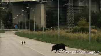 Cinghiali, incidente al Nucleo industriale di Termoli. Pericoli in pieno giorno - Primonumero