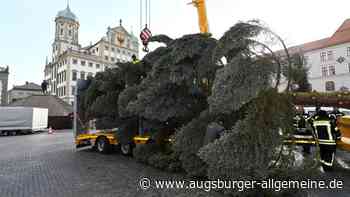 Der Christbaum auf dem Augsburger Rathausplatz wird aufgestellt