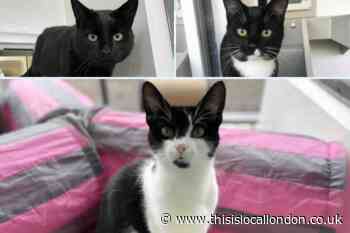 RSPCA show five London kittens looking for their forever  home