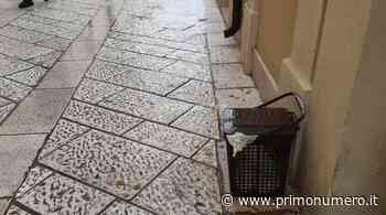 Sciopero settore rifiuti, disagi a Termoli per l'umido non ritirato - Primonumero