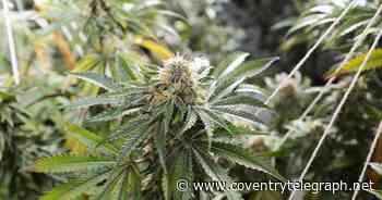 Albanian cannabis farmer in Coventry sent profits back to his family - Coventry Live