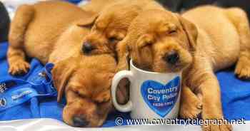 Adorable police puppies named after Coventry icons - Coventry Live