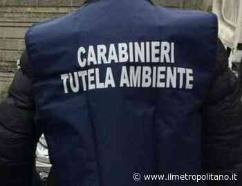 Termoli (Cb). Maxi sequestro di 300 tonnellate di rifiuti legnosi - Ilmetropolitano.it - ilMetropolitano.it