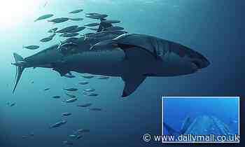 Underwater drone footage captures fish rubbing against great white sharks to exfoliate their skin 