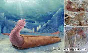 Fossils: Ancient 'penis worms' used other creatures' shells to protect themselves, like hermit crabs