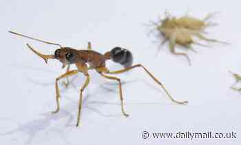 Protein switch lets ants achieve a 'queen-like status', study finds