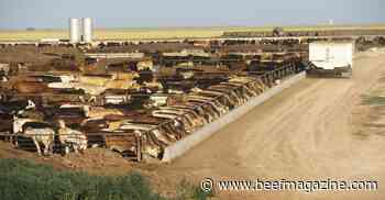 Cattle markets move on