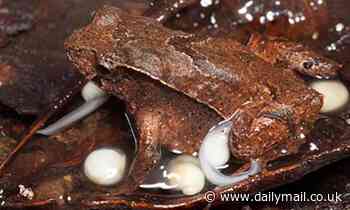 Fathers of newly discovered 'hip-pocket' frog species carry tadpoles on their bodies