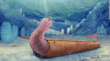 Penis worms were the hermit crabs of their time