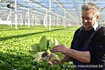 Jos Ceulemans wordt onafhankelijk raadslid in Sint-Katelijne-Waver na discussie over wegversmalling: “Ik ben het kotsbeu”