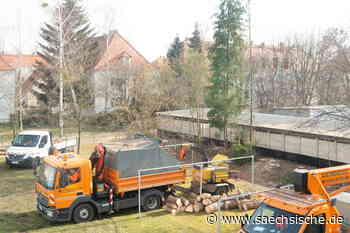 Dresden: Hunderte Bäume in Dresden illegal gefällt - Sächsische.de
