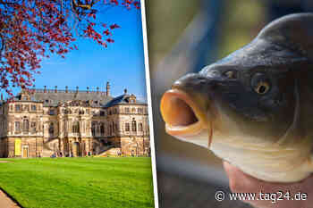 7 Tipps für den Sonntag in Dresden und Umgebung! - TAG24