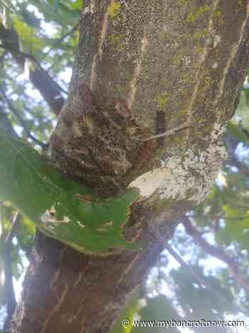 Remove moth egg clusters in winter, says Ministry of Natural Resources