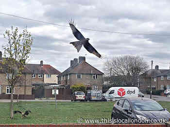 Hawks flying around!