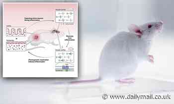 The brain can make a person sick by storing and retrieving past inflammations