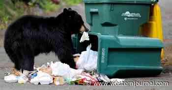Woman Battling Cancer Mauled by Black Bear in Her Own Home: 'I Should Be Dead'