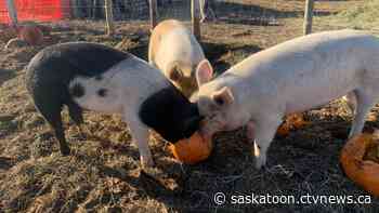 Sask. farm pigs 'feasting' on Halloween leftovers