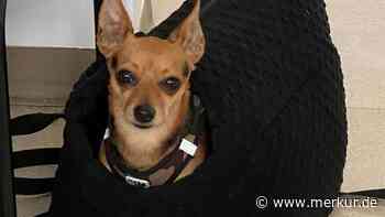 Gauting: Hund in S-Bahn vergessen - Wem gehört er? - Merkur Online