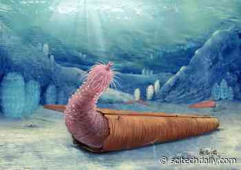 Ancient Penis Worms Invented the “Hermit Crab” Lifestyle 500 Million Years Ago