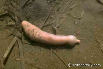 Meet the Penis Worm: These Widespread Yet Understudied Sea Creatures Deserve Your Love