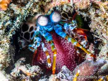 Through the Eyes of Underwater Creatures: Wearable, Whole-Body Sensing Networks