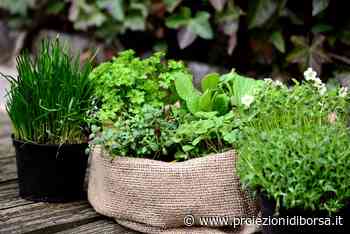 La saporitissima erba amica del cuore che aiuta anche la salute di denti e ossa - Proiezioni di Borsa