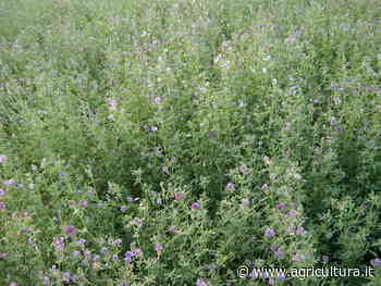 Erba medica, coltura strategica che mitiga effetti dei cambiamenti climatici - Agricultura.it