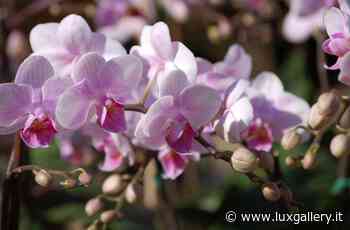 5 modi per utilizzare l'erba sintetica per abbellire il tuo giardino - Luxgallery