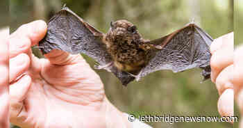 New Zealand Goes Batty For Bird Of The Year - Lethbridge News Now