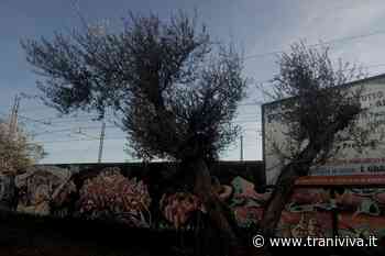 Furto di olive in via Falcone, Mastrototaro: «Quegli ulivi erano oggetto di un progetto solidale» - TraniViva