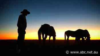 'Sophisticated email scam' costs Queensland grazier thousands of dollars