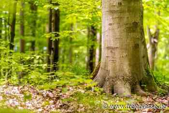 Waldfriedhof soll 2022 öffnen - Freie Presse