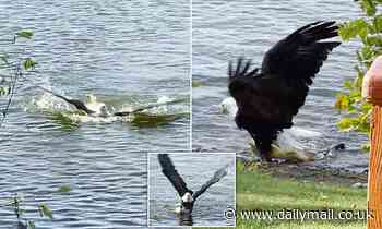 Bald eagle swims ashore dragging a 20lb carp [Video] - Daily Mail