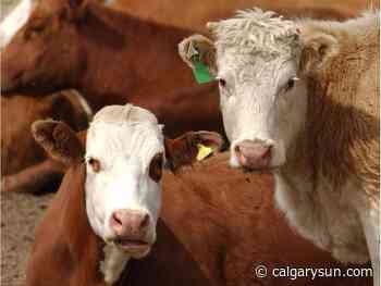 Letters, Nov. 8: 'Now they're coming after our beef industry' - Calgary Sun