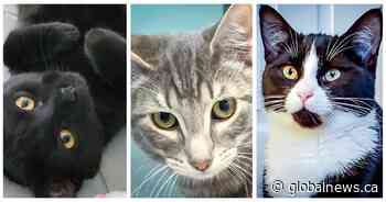 Animal Rescue Foundation of Alberta at capacity for cats - Global News