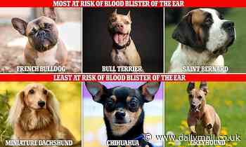 Vets reveal the dog breeds most affected by blood blisters of the ears