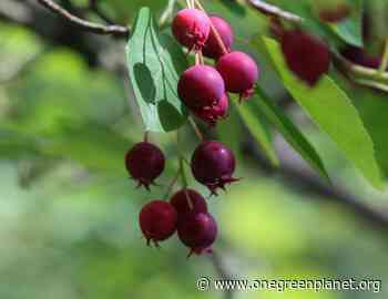 Juneberry, Saskatoon, Serviceberry – Whatever You Call It, This Plant Provides a Bounty of Wondrous Things - One Green Planet