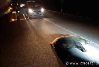Auto contro cinghiale a San Lorenzo di Fossano. Tallone: “Adesso basta!” | La Fedeltà - La Fedeltà