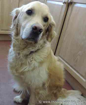 Golden Retriever ran along M11 after being spooked by fireworks
