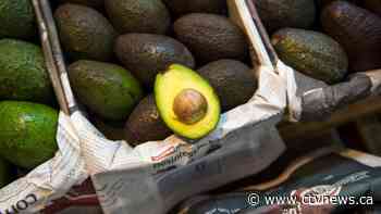 Enjoy your guac while you still can: Why some chefs are smashing the avocado trend